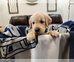 Puppy Jody Golden Retriever