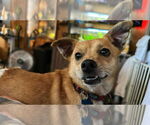 Small #6 Chihuahua Mix