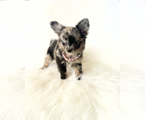Medium Photo #5 Chihuahua Puppy For Sale in SACRAMENTO, CA, USA