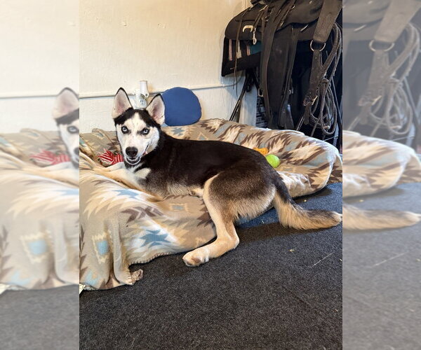 Medium Photo #6 Siberian Husky Puppy For Sale in Osgood, IN, USA