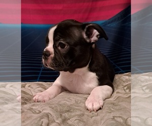 Boston Terrier Puppy for sale in SILVER SPGS, FL, USA
