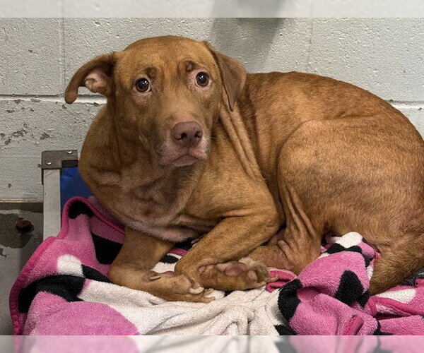 Medium Photo #1 Unknown-Vizsla Mix Puppy For Sale in Tavares, FL, USA