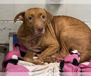 Unknown-Vizsla Mix Dogs for adoption in Tavares, FL, USA