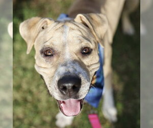 American Staffordshire Terrier Dogs for adoption in San Antonio, TX, USA
