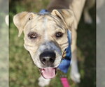 Small American Staffordshire Terrier