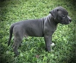Small Photo #8 American Bully Puppy For Sale in SALEM, IL, USA