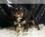 Small #2 Cavalier King Charles Spaniel