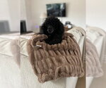Small #1 Australian Kelpie Mix