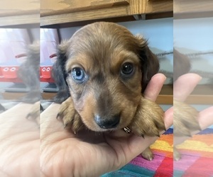 Dachshund Puppy for sale in ASHLAND, NE, USA