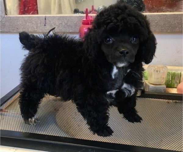 Medium Photo #5 Poodle (Toy) Puppy For Sale in HAYWARD, CA, USA
