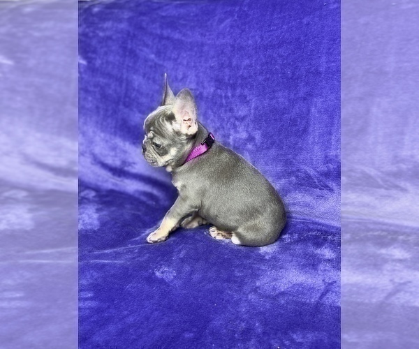 Medium Photo #15 French Bulldog Puppy For Sale in KENNESAW, GA, USA