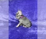 Small Photo #15 French Bulldog Puppy For Sale in KENNESAW, GA, USA