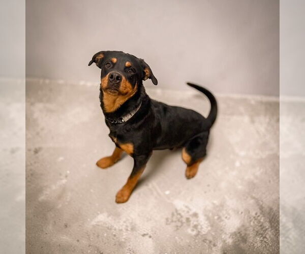 Medium Photo #3 Rottweiler-Unknown Mix Puppy For Sale in MIDWAY, UT, USA
