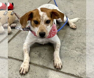 Beagle-Unknown Mix Dogs for adoption in Batavia, OH, USA