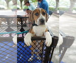 Small #1 Mutt