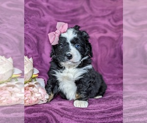 Bernedoodle Puppy for sale in CHRISTIANA, PA, USA