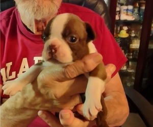 Boston Terrier Puppy for sale in PHENIX CITY, AL, USA