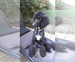Small Photo #8 Poodle (Standard) Puppy For Sale in NASHVILLE, TN, USA