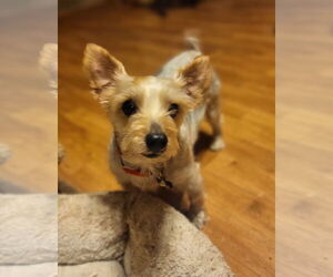 Mutt Dogs for adoption in Iroquois, IL, USA