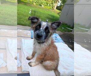 Mutt Dogs for adoption in Coldwater, MI, USA