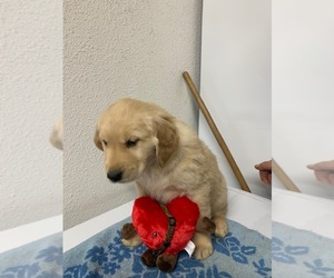 Golden Retriever Puppy for sale in HILBERT, WI, USA