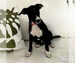 Small #5 Mutt