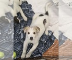 Small Photo #7 Aussiedor Puppy For Sale in SHERBURNE, NY, USA