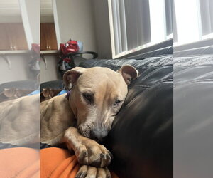 Tip - Female American Bulldog-Unknown Mix Dog for Adoption - Photo #31
