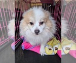 Small #3 Pomeranian Mix