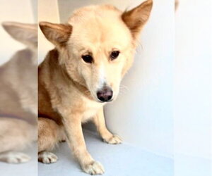 Carolina Dog Dogs for adoption in Houston, TX, USA