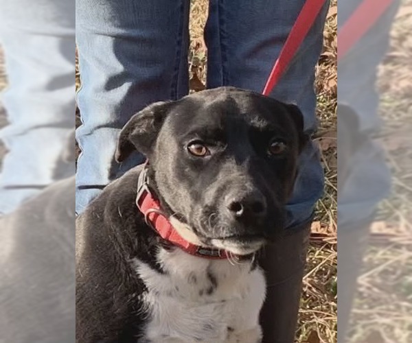 Medium Photo #5 Labrador Retriever-Unknown Mix Puppy For Sale in Sheboygan, WI, USA