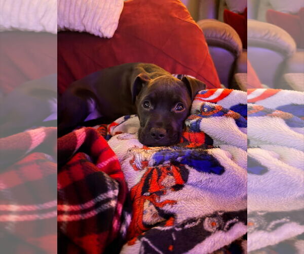 Medium Photo #2 Mutt Puppy For Sale in Tarrytown, GA, USA