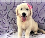 Small Photo #3 English Cream Golden Retriever Puppy For Sale in LANCASTER, PA, USA