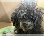 Small Poodle (Miniature)