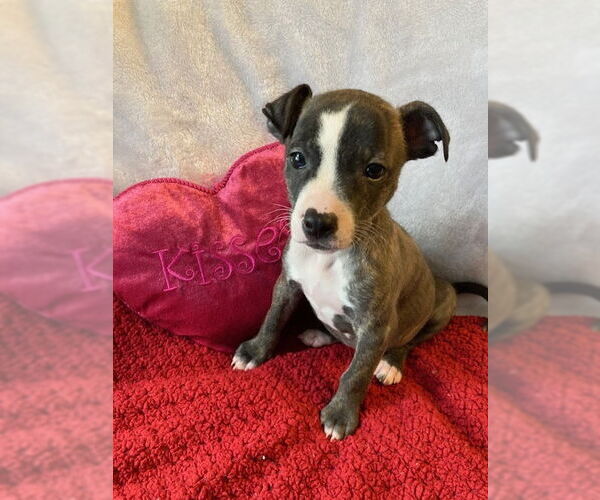 Medium Photo #15 Mutt Puppy For Sale in Plainfield, IL, USA