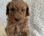 Small #4 Goldendoodle