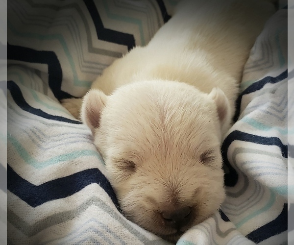 Medium Photo #2 West Highland White Terrier Puppy For Sale in RENO, NV, USA
