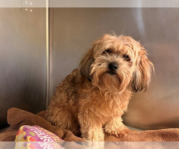 Medium Photo #1 Havanese-Unknown Mix Puppy For Sale in Rancho Cucamonga, CA, USA
