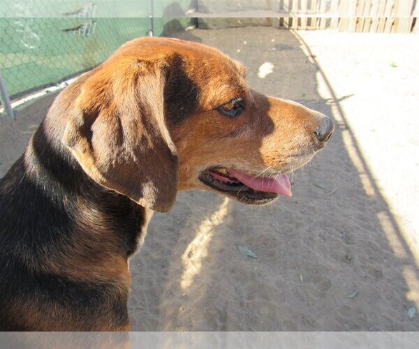 Medium Photo #3 Coonhound-Treeing Walker Coonhound Mix Puppy For Sale in Apple Valley, CA, USA