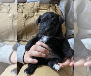 Schnoodle (Miniature) Puppy for sale in SEDALIA, MO, USA