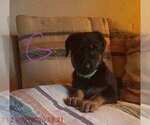 Small Photo #1 German Shepherd Dog Puppy For Sale in ADDISON, MI, USA