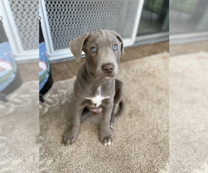 American Pit Bull Terrier-Labrador Retriever Mix Puppy for sale in RIPON, CA, USA