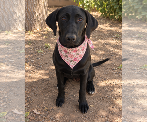 Labrador Retriever-Unknown Mix Dogs for adoption in Phoenix, AZ, USA