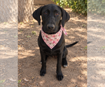 Dottie - Female Labrador Retriever-Unknown Mix Dog for Adoption - Small photo