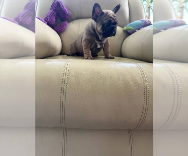 Medium Photo #1 French Bulldog Puppy For Sale in TREVOSE, PA, USA