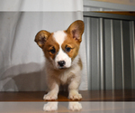 Puppy Charlie Pembroke Welsh Corgi