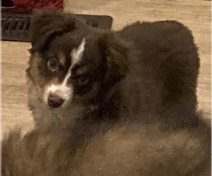 Miniature Australian Shepherd Puppy for sale in FORT MORGAN, CO, USA