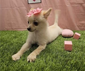 Chihuahua Puppy for sale in STUART, FL, USA
