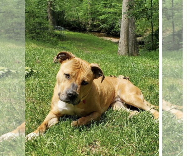 Medium Photo #5 American Pit Bull Terrier-Unknown Mix Puppy For Sale in Spotsylvania, VA, USA