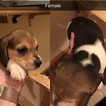 Small Photo #5 Beagle Harrier Puppy For Sale in DUNDEE, IA, USA